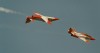 Patrulla Aguila